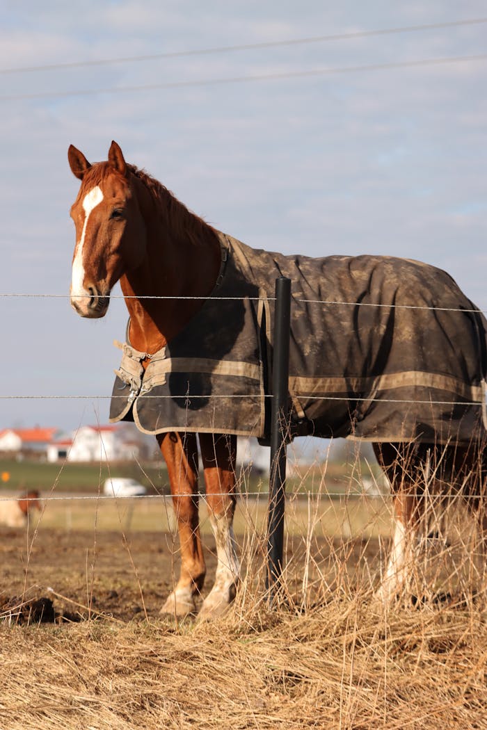 horse