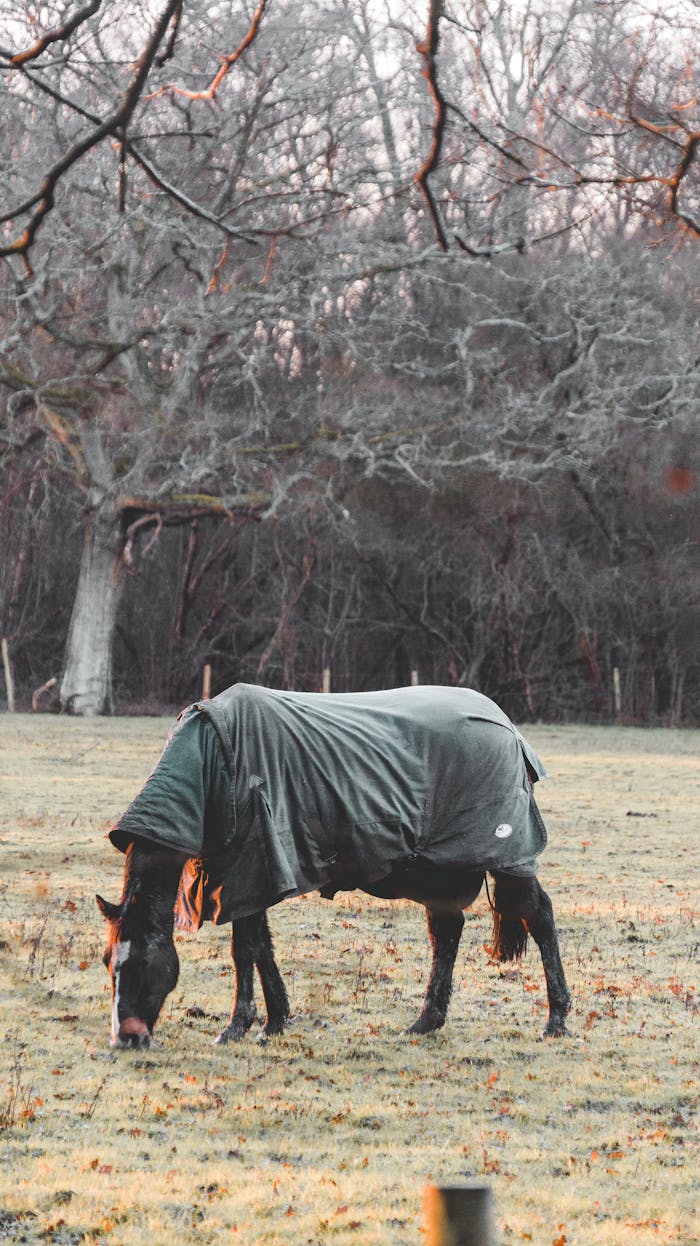 Horse in cloak feeding with grass in field