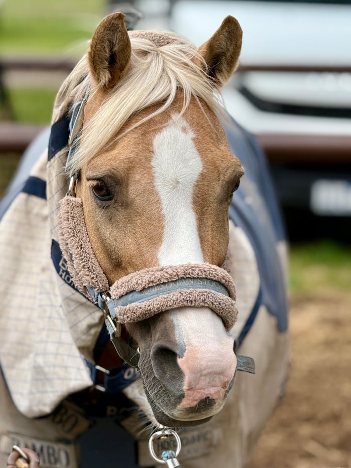 Blonde Horse Portrait