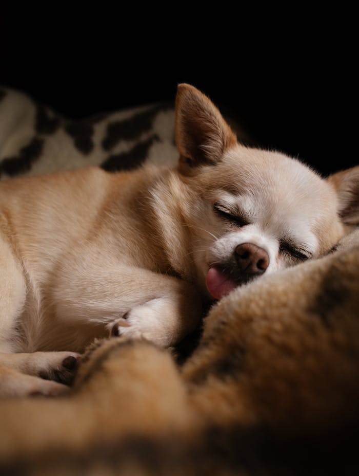 sleeping-chihuahua-puppy-in-cozy-blanket-28890607